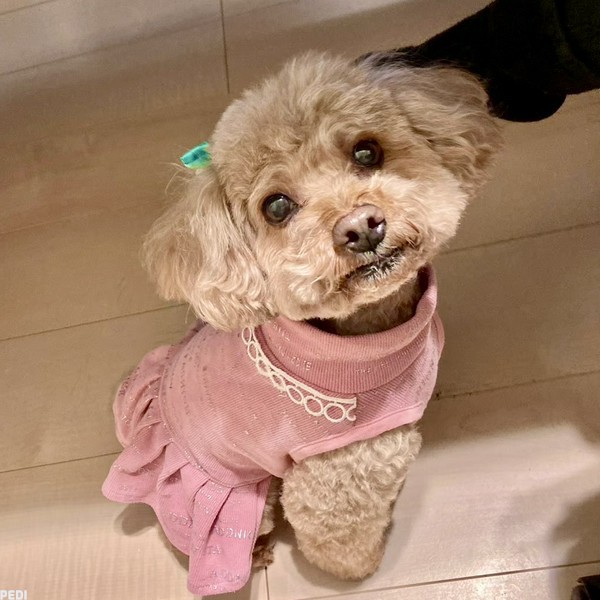 プーちゃん
