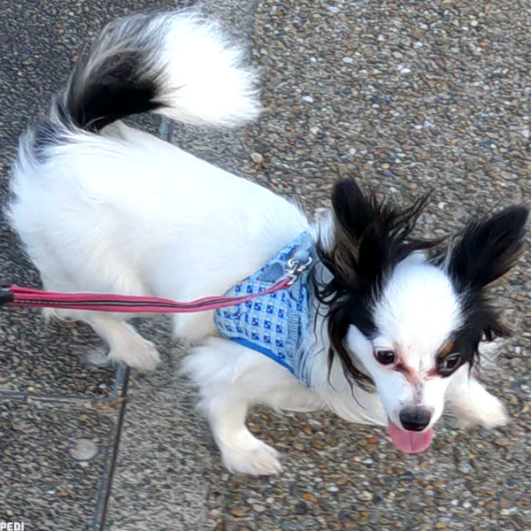 にこまるちゃん