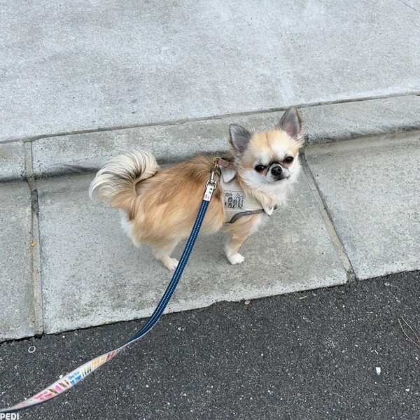 こまつくん