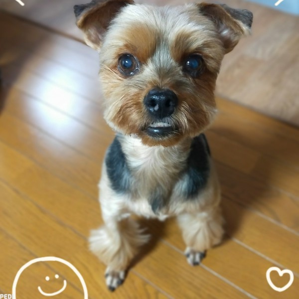 アルくん