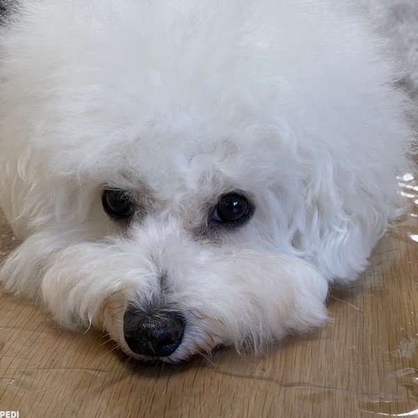 めるんくん