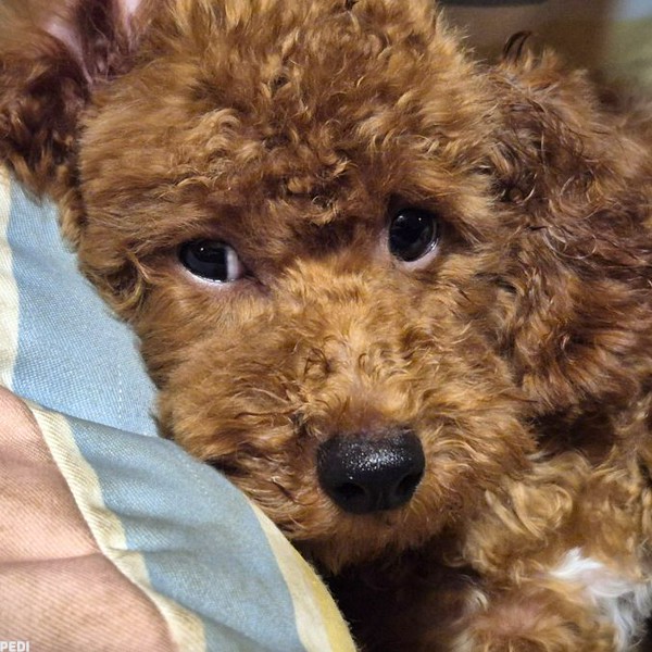 ルーファンくん