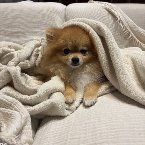 うにちゃん