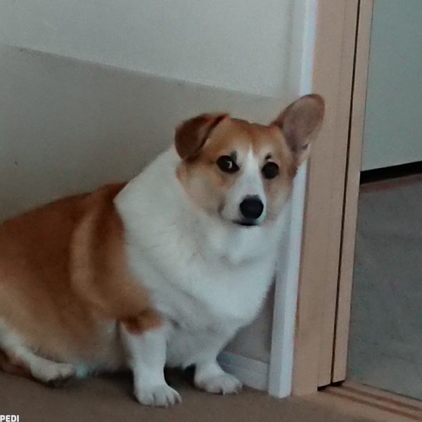 ロキくん