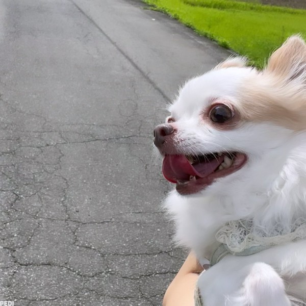 あいちゃん