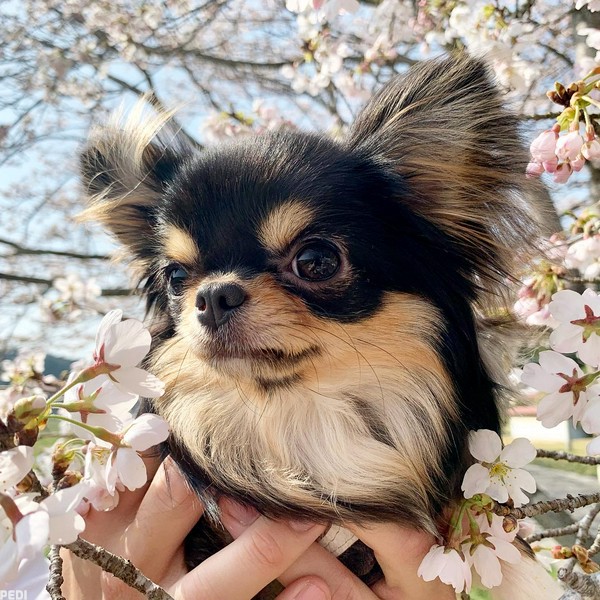 はるちゃん
