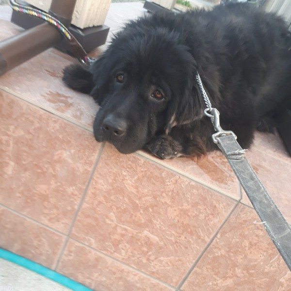 シフォンちゃん