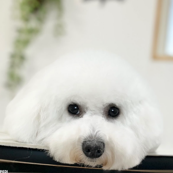 ベルくん