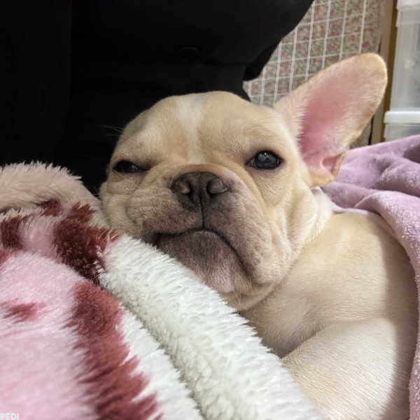 ぶん助くん
