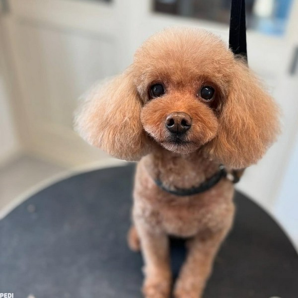 ショコラちゃん