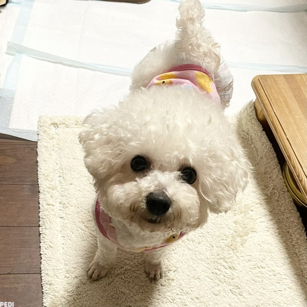 まろんちゃん