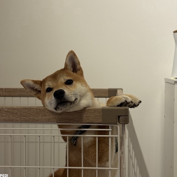 ほたてちゃん