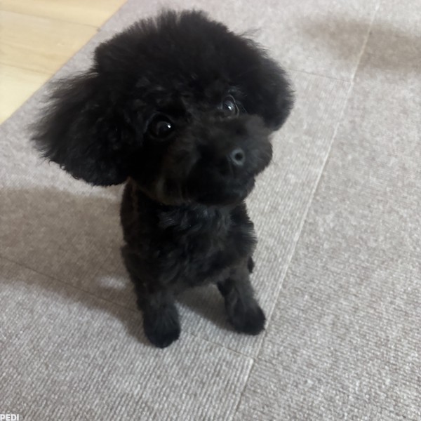 くうちゃん