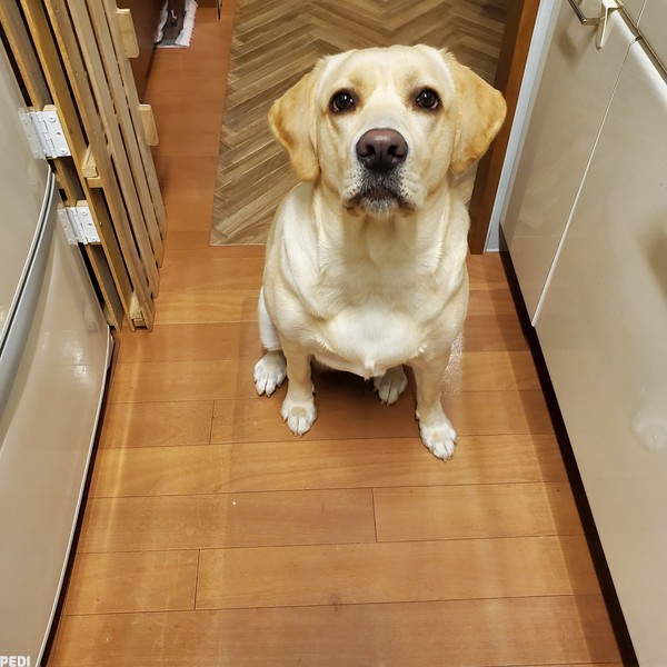 ルーシーちゃん