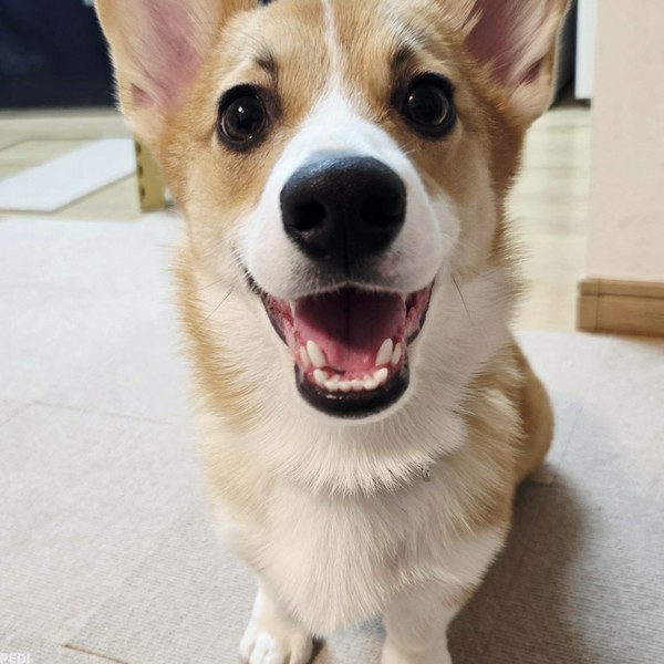 おこめくん