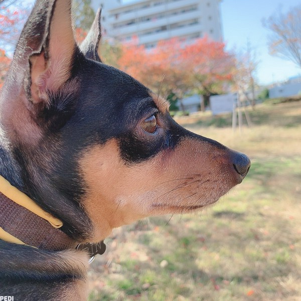 りんちゃん