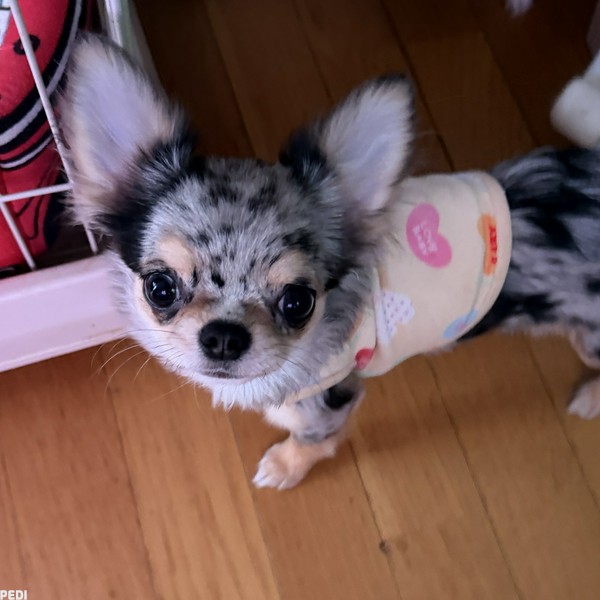 ハニちゃん