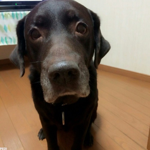 ばずくん