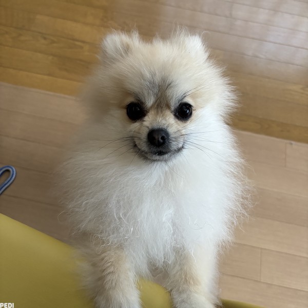 茶々丸ちゃん