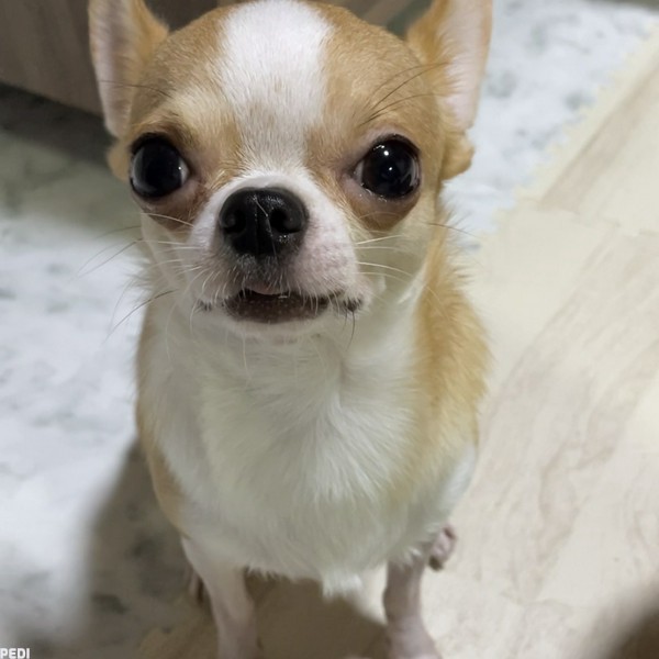 コタくん