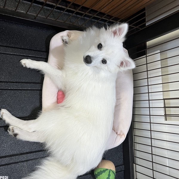 すいちゃん
