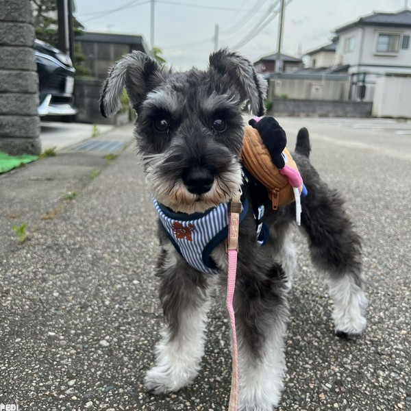 ベルちゃん