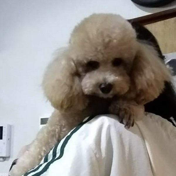 ぴぴちゃん