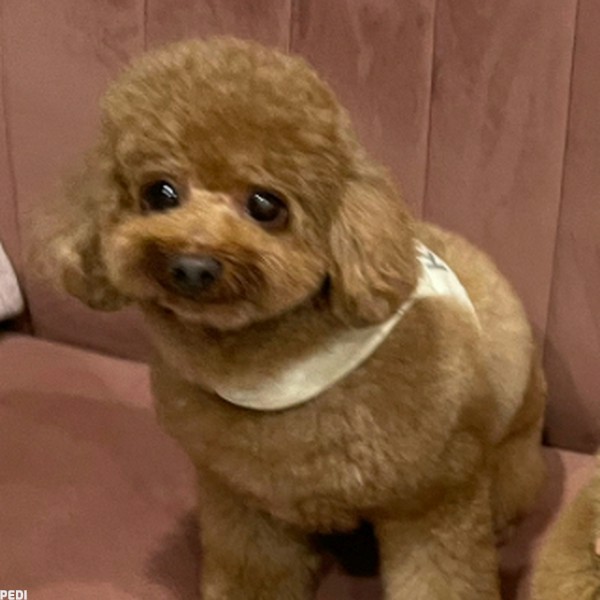 こんぶくん
