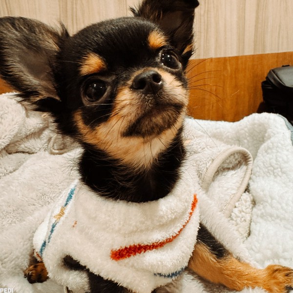 チャッチちゃん