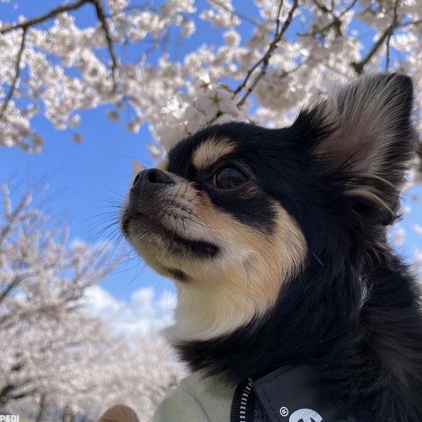 さくくん