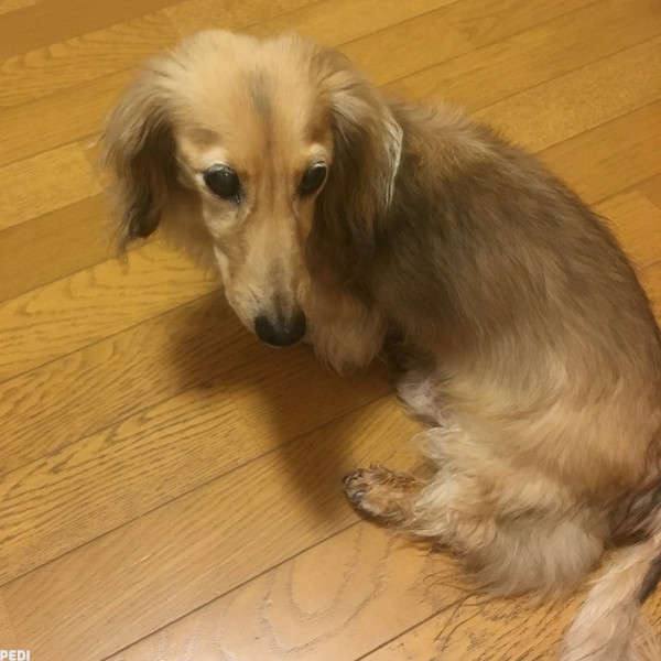 タルトくん