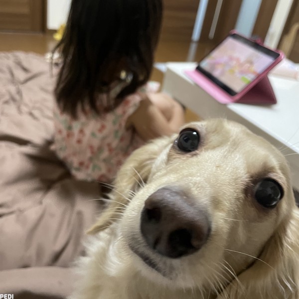 ひまわりちゃん