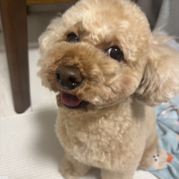 ちゃちゃまるくん