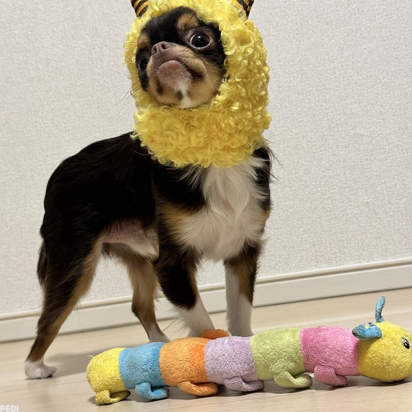 ふうすけくん