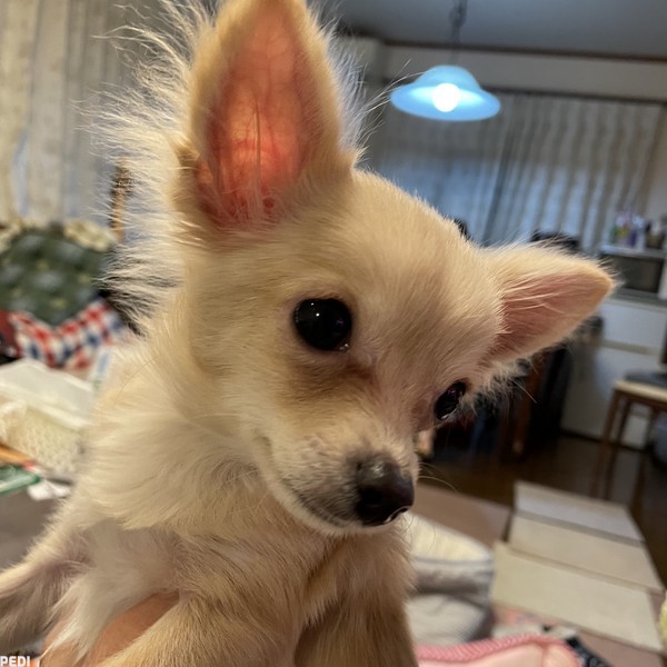 きなこちゃん