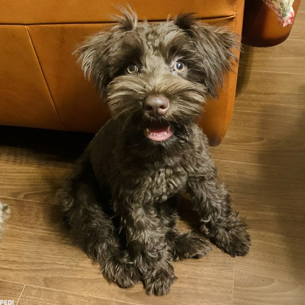 オアシスちゃん