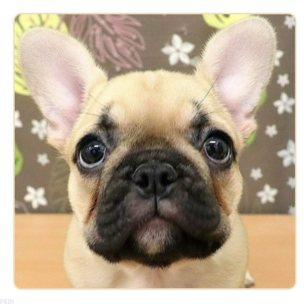 こむぎちゃん