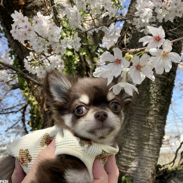 ちょこちゃん