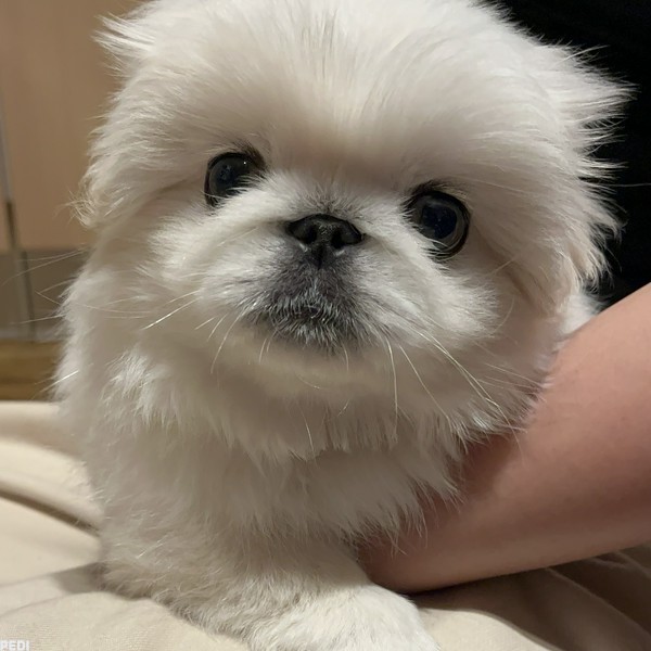 ぴきちゃん