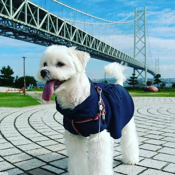 チェリーちゃん