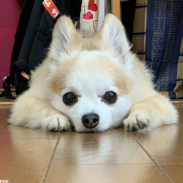 ナッツくん