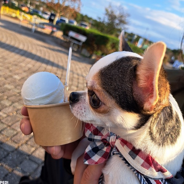 お豆ちゃん