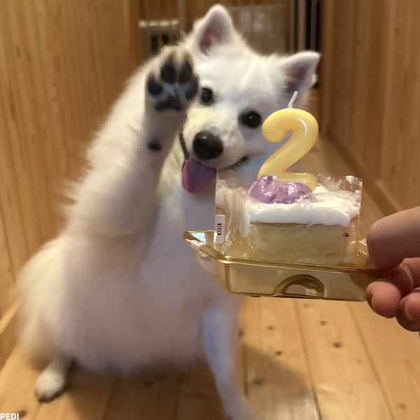 うどんくん