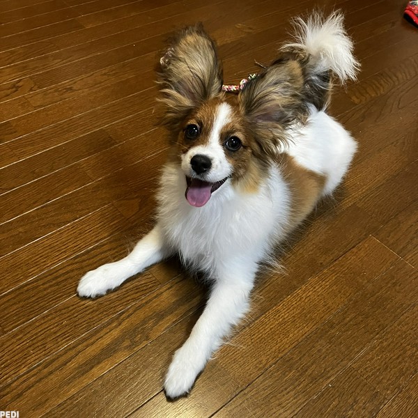 ナヴィくん