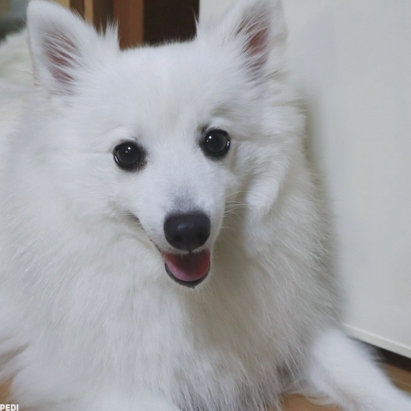 つばきちゃん
