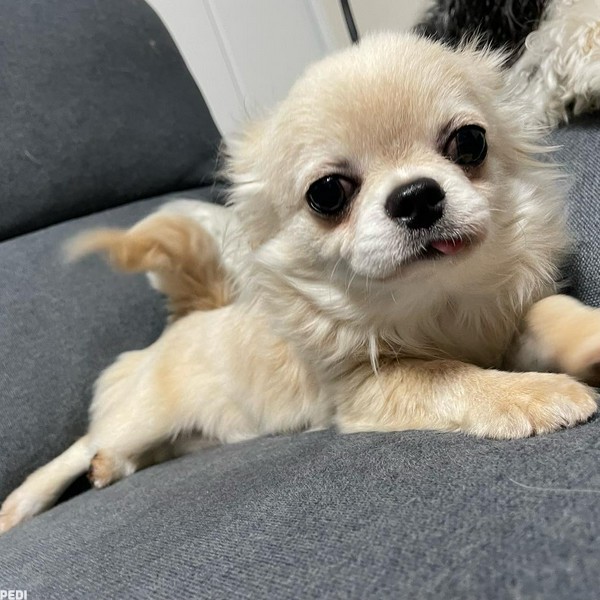 こまるくん