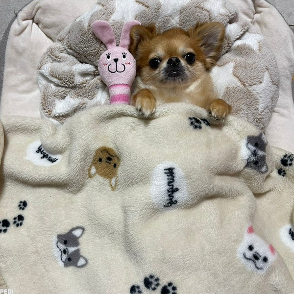 メリちゃん