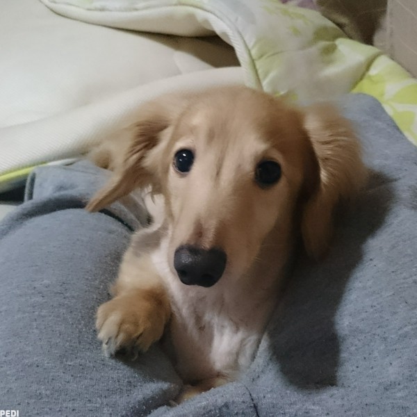 クリスくん