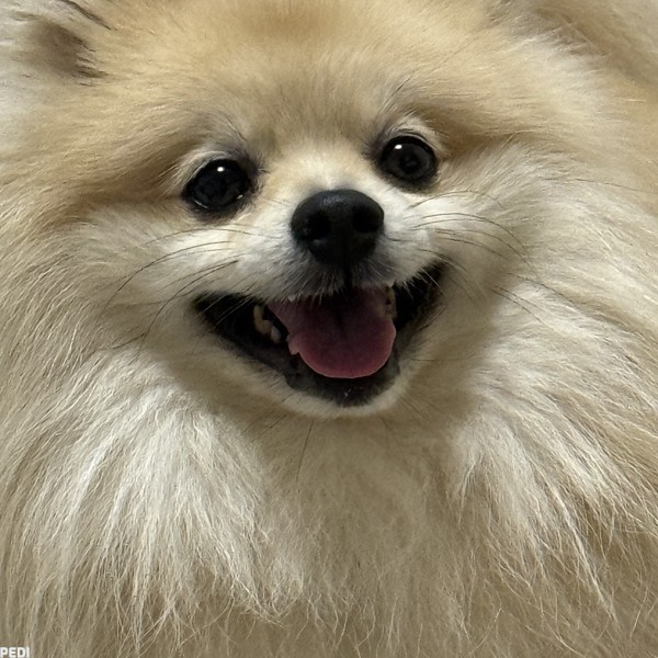 たんくん