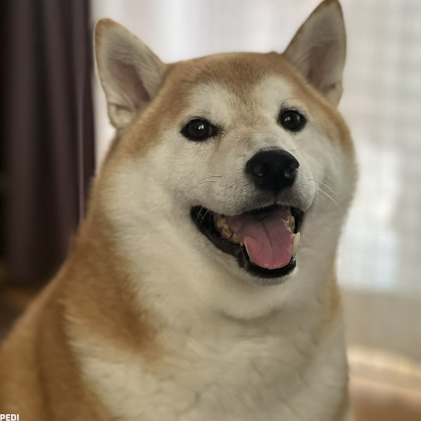 こてつくん